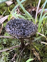Strobilomyces