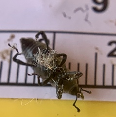 Rhodobaenus tredecimpunctatus