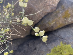 Scutellaria mexicana
