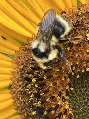 Bombus