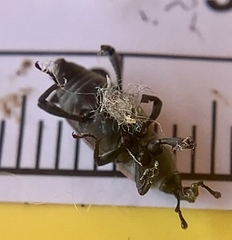 Rhodobaenus tredecimpunctatus