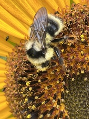 Bombus