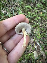 Porphyrellus sordidus
