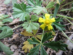 Potentilla argentea
