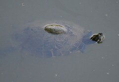 Pseudemys concinna concinna