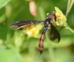 Ocyptamus fuscipennis