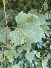 Vitis vulpina