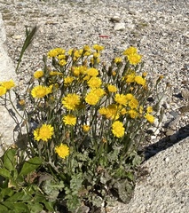 Crepis