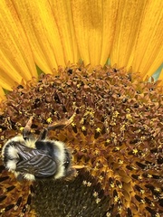 Bombus
