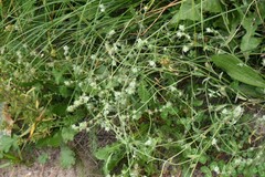 Cryptantha pterocarya