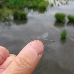 Ischnura perparva