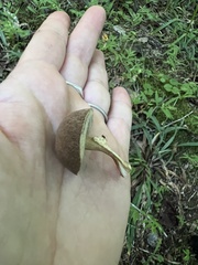 Porphyrellus sordidus