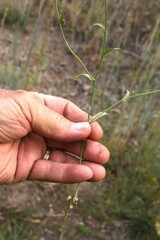 Cryptantha pterocarya