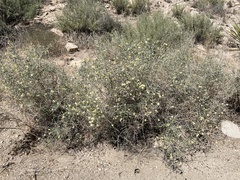 Scutellaria mexicana