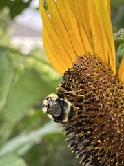 Bombus