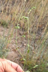 Cryptantha pterocarya