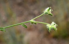 Cryptantha pterocarya