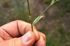 Cryptantha pterocarya