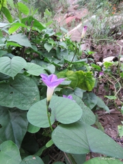 Ipomoea parasitica