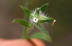 Cryptantha pterocarya