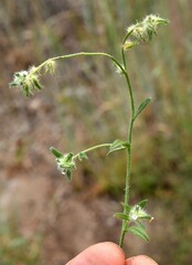 Cryptantha pterocarya