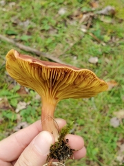 Phylloporus leucomycelinus