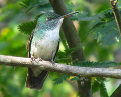 Chrysuronia versicolor