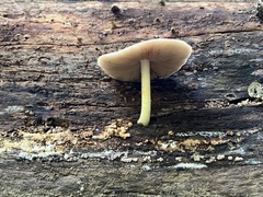 Pluteus romellii