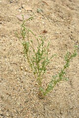 Cryptantha pterocarya