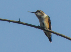 Calliphlox amethystina