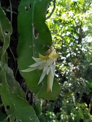 Epiphyllum hookeri