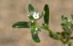 Cryptantha pterocarya