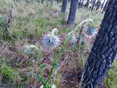 Cirsium subcoriaceum