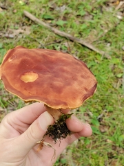 Phylloporus leucomycelinus