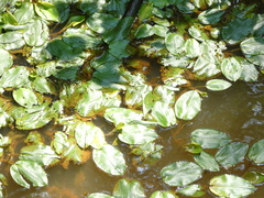 Potamogeton natans