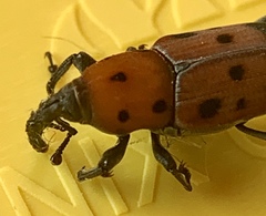 Rhodobaenus tredecimpunctatus