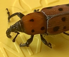 Rhodobaenus tredecimpunctatus