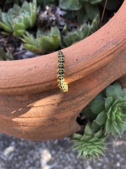 Macremphytus testaceus