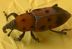 Rhodobaenus tredecimpunctatus