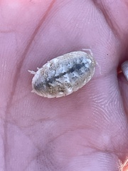 Alloniscus perconvexus