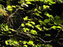 Corylus cornuta