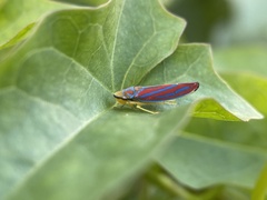 Graphocephala coccinea