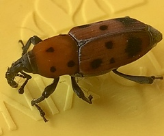 Rhodobaenus tredecimpunctatus