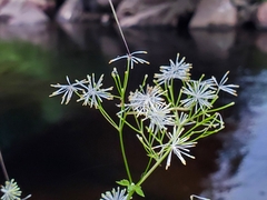 Thalictrum pubescens