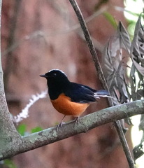 Copsychus stricklandii stricklandii