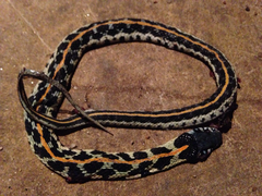 Thamnophis cyrtopsis ocellatus