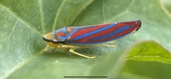 Graphocephala coccinea