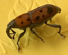 Rhodobaenus tredecimpunctatus