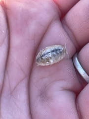 Alloniscus perconvexus