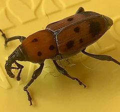 Rhodobaenus tredecimpunctatus